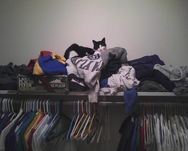 cat on closet shelf