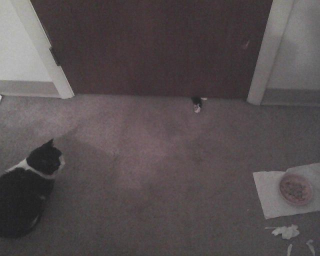 cat reaching paws under door while another cat watches
