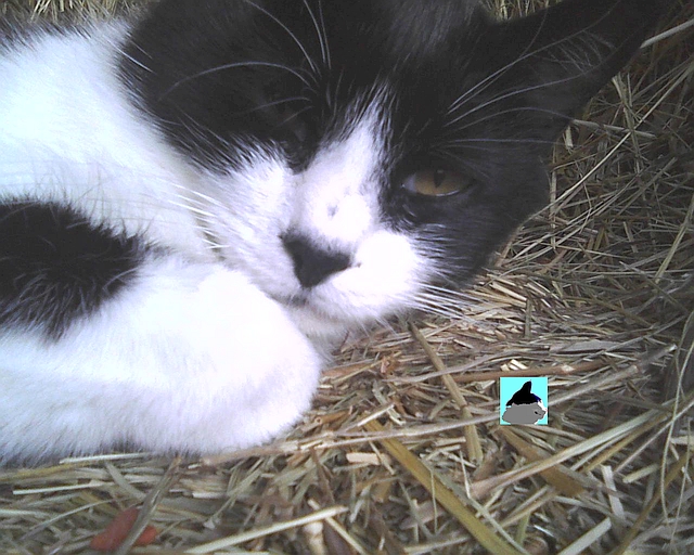 closeup of cat sleeping on hay
