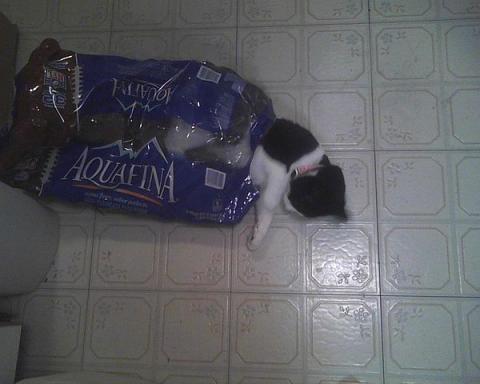 cat playing in case of water bottles
