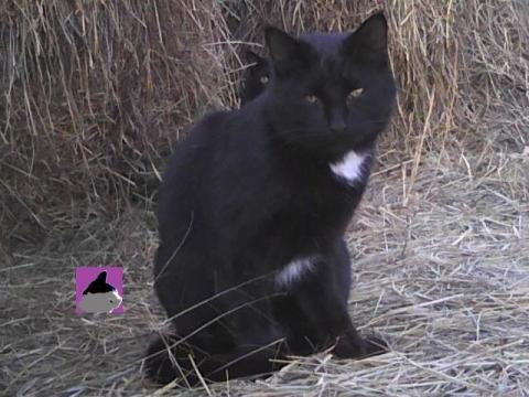 black cat photobombed by his mother