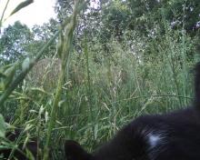 cat in tall grass