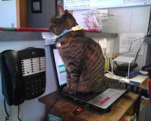 tabby cat sitting on laptop