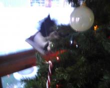 #OccupyTree cat Christmas tree 1