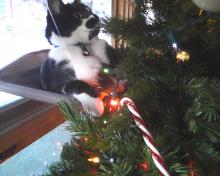 #OccupyTree cat Christmas tree 2