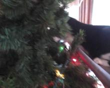 #OccupyTree cat Christmas tree 3