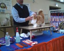 cat in ring at cat show
