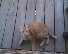 orange cat Bob