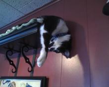 cat on a shelf with head hanging down