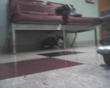 tuxie cat under couch
