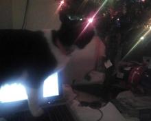 cat on laptop computer looking at Christmas tree