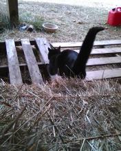 black cat walking away on farm