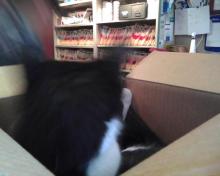 cat in box again