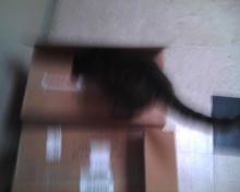 cat getting into a box