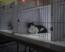 cats in cat show cages
