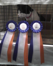 cat with three cat show ribbons