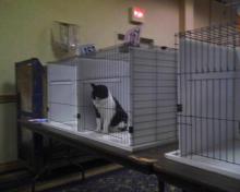 Parker in cat show ring 7 again 