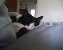 cat sleeping in comforter
