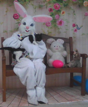 black and white cat on Easter Bunny's lap