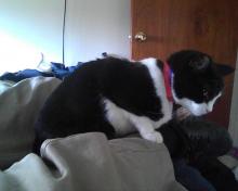 cat on lap -- khaki pants, again