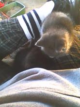 black kitten on lap with grey-and-white kitten