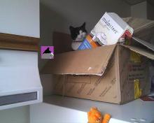 cat in box on fridge
