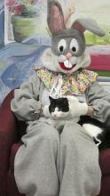 Cat with easter bunny