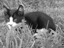 cat hiding in the grass