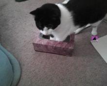 cat in Kleenex&reg; box