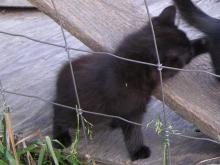 Kiwi all black cat