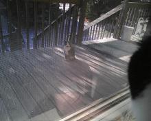Cat on the porch
