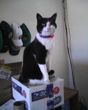 cat sitting on box