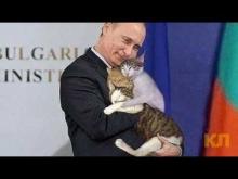 Vladimir Putin with cats