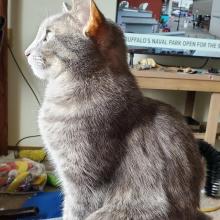 Seshat (grey tabby cat) is a statue