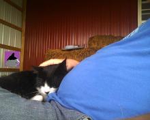 tuxedo cat sleeping on a lap