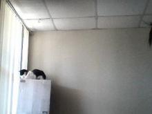 tuxedo cat on tower box