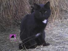 black cat among round hay bales