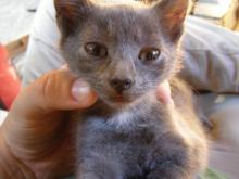 grey kitten with white neck