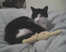 tuxedo cat with yellow toy bunny