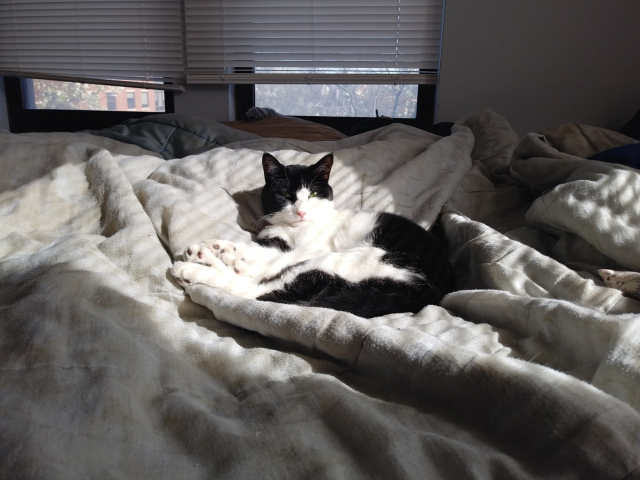 cat sitting on bed in sun