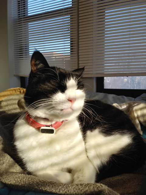 cat sitting in sunny spot