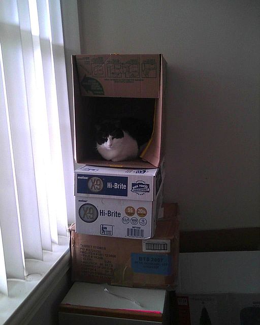 cat sitting in a box