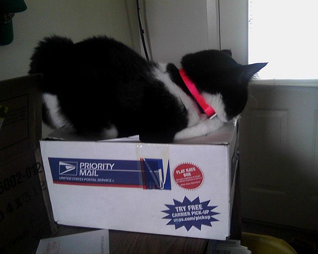 cat sleeping on box